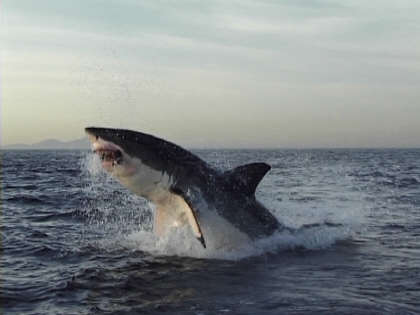 20070615100308-shark.jpg